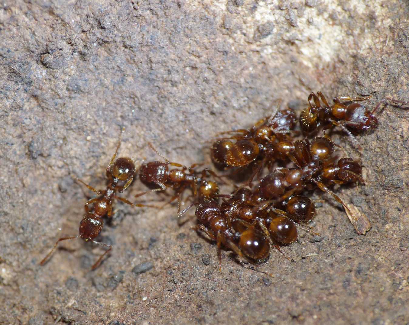 Formiche brune: Aphaenogaster cfr. subterranea